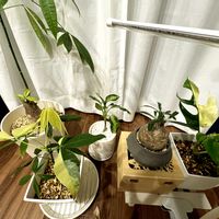 アグラオネマ,パキポディウム,パキラ(斑入り)の画像