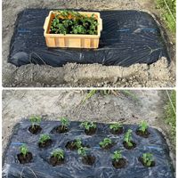 カモミール,カモミール,スナップエンドウ,枝豆,ソラマメの画像