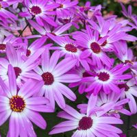 花のある暮らし,2年目,セネッティ,HTC,WEEKEND FLOWERの画像