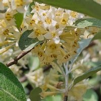 アヤメ,月桂樹,アキグミ,アミガサタケの画像