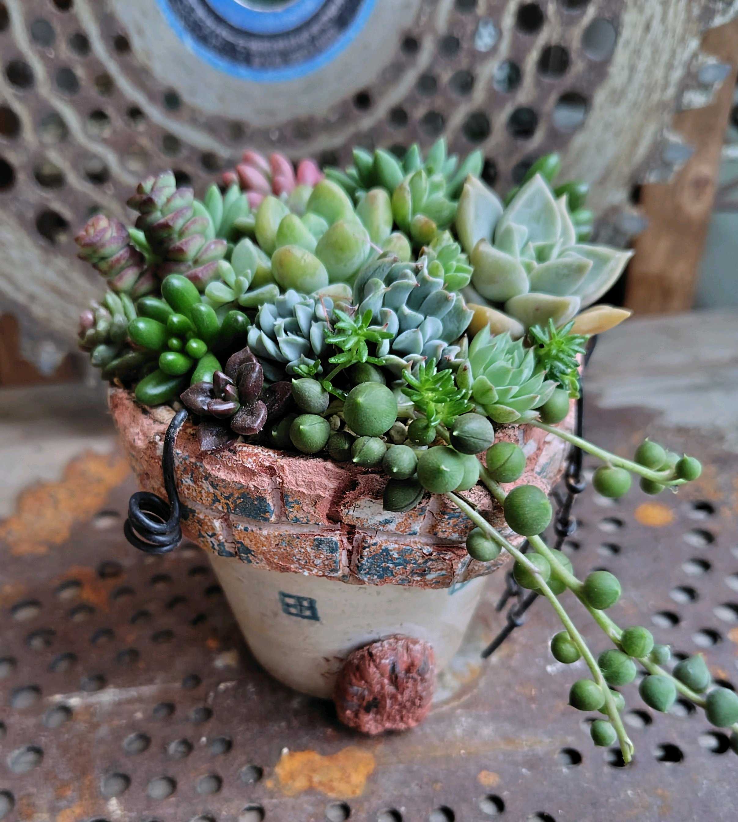 多肉植物　緑ボタン　2カット(カットに付き根っこ有りません) 緑牡丹,みどりぼたん,エケベリア属,エケベリアの緑牡丹通販,エケベリア