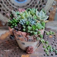 寄せ植え,多肉植物,カット苗,嬉しいプレゼント☆,お礼便の画像