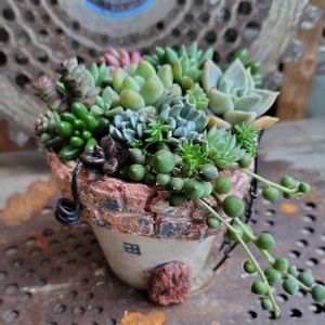 寄せ植え,多肉植物,カット苗,嬉しいプレゼント☆,お礼便の画像