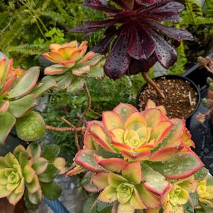 多肉植物,多肉狩り,ベランダ多肉,ガーデンフェンス,日除け対策の画像