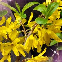 チューリップ,レンギョウ,ハムシー,紅提灯,ライスフラワーの画像