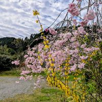 アネモネ,キンモクセイ,ボケ,レンギョウ,しだれ桜の画像