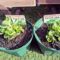 スイートバジル,アロマテッカス,庭の画像