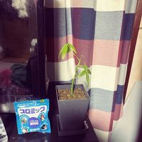 パキラ,リビング・ダイニングの画像