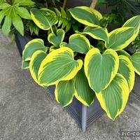 ギボウシ,ギボウシ,ギボウシ,シャガ,ヤツデの画像