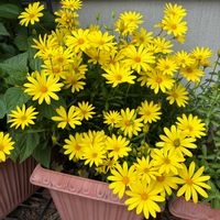 キララ,花のある暮らしの画像