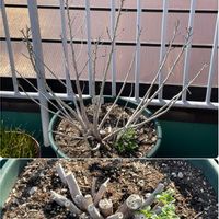 カラミンサ,アメリカフヨウの画像