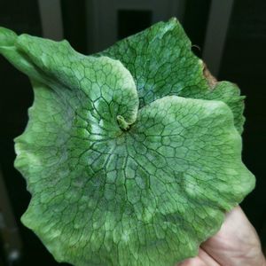 コウモリラン,ビカクシダ・グランデ,ビカクシダ・スパーバム,プラティセリウム,観葉植物の画像