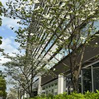 ハナミズキ,東京タワー,生後5ヶ月,in東京,初孫chanの画像