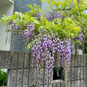 フジ,藤の花,ふじ,藤（ふじ）,いい香りの画像