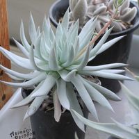 ダドレア,タニラー,ダドレア属,その他部屋の画像