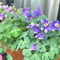 アジュガ,アジュガ,パンダスミレ,パンダスミレ,ミヤマオダマキの画像