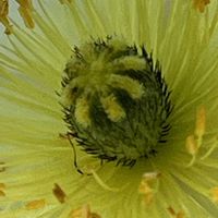 ポピー,白い花,白いお花,今日も元気で,今日も笑顔で♡の画像