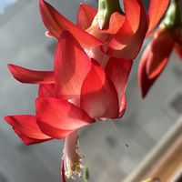 シャコバサボテン,赤い花,癒し,真っ赤,季節外れの画像