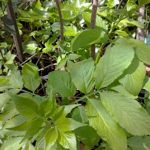 無農薬,無肥料,小さな庭の画像