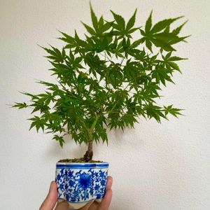 イロハモミジ,盆栽,実生,小品盆栽,雑木盆栽の画像