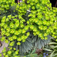 シモツケ ,リシマキア オーレア,ユーフォルビア ブラックバード,ヘデラ 白雪姫の画像