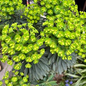 シモツケ ,リシマキア オーレア,ユーフォルビア ブラックバード,ヘデラ 白雪姫の画像