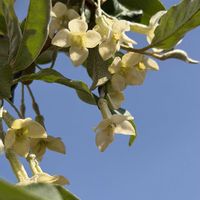 ビックリグミ,文旦(ぶんたん),サンフルーツ,癒し,ビックリぐみの画像