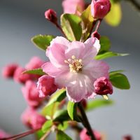 ハナカイドウ,つぼみ,ピンクの花の画像