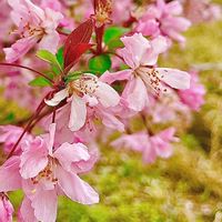 ハナニラ,ハナショウブ,ハナモモ,花かんざし,ハナカイドウの画像