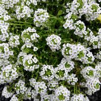 スイートアリッサム の画像