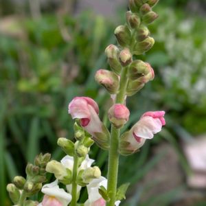 キンギョソウ,小さな花壇,庭の画像