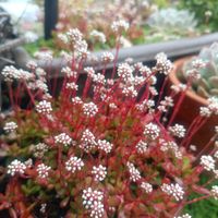 月美人,紅稚児,ピーチプリデ,こもちれんげ,寄せ植えの画像