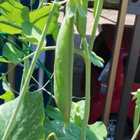 スナップエンドウ,つるありスナップエンドウ,ガーデニング,ネコ好き,プランター野菜の画像
