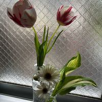 ガーベラ,チューリップ,切り花,ホスタ,借り住まいにての画像