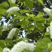 ウワミズザクラ,ウワミズザクラ,キランソウ,キランソウ,月桂樹の画像