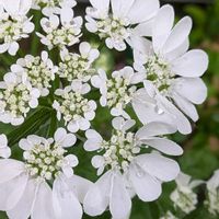 ペンタス,七宝樹,オルレア,マルベリー,オルレア・ホワイトレースの画像