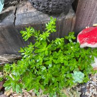 モリムラマンネングサの画像