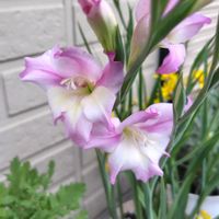 アマリリス,グラジオラス,フリージア,アネモネ・凛々花,アネモネ・フルゲンスの画像