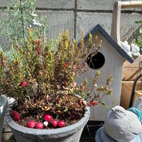 クラスペディア,クランベリー,植物のある暮らし,ほしつながり,たいせつななかま♡の画像