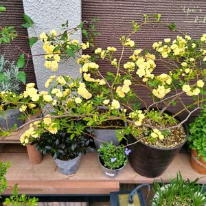 サクラ,モッコウバラ,ハナカイドウ,黄モッコウバラ,鉢植えの画像