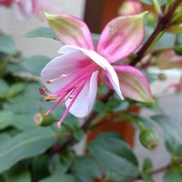 フクシア,鉢植え,ガーデニング,散策,植え込みの画像