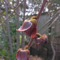 ポポー,地植え,マイガーデン,果樹,チーム岐阜の画像