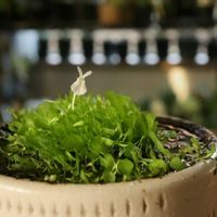 ウサギゴケ,食虫植物チームの画像