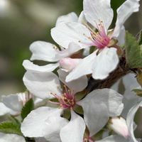 ユスラウメ,癒されます〜♡,白い水曜日♡,めんこ〜い(｡•ᴗ•｡)♡,白い花で癒されたい♡の画像