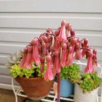 コダカラソウ,コダカラソウの画像