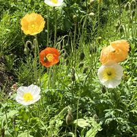 ポピー,花のある暮らし,綺麗,綺麗な色,君も花が好きなのかの画像