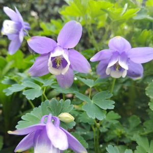 シラー・カンパニュラータ,深山オダマキ,花壇の画像