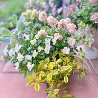 シロタエギク,ストック,リシマキア,ビオラ,八重咲きストックの画像