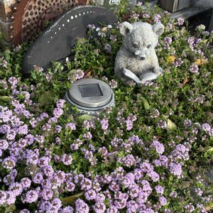 クリーピング タイム,グランドカバー,お庭の花たち,ハーブガーデン,花と暮らすの画像