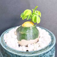 アデニア・グラウカ,塊根植物,南アフリカ原産,アデニア属,Stone's collectionの画像